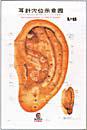 Foto Lam. topografia auricular (organos)