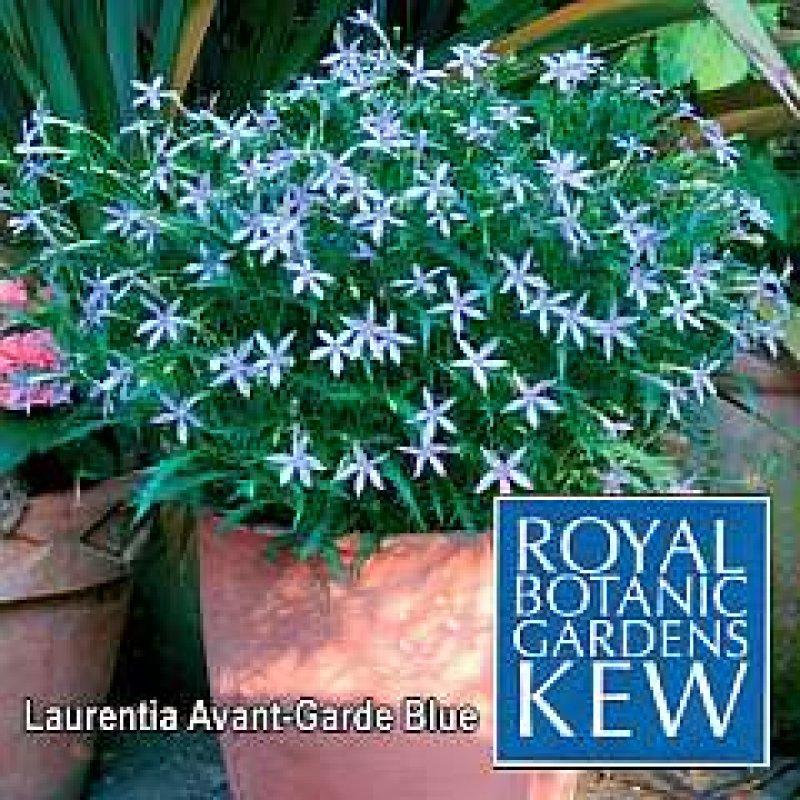Foto Laurentia 'Avant-Garde Blue F1'