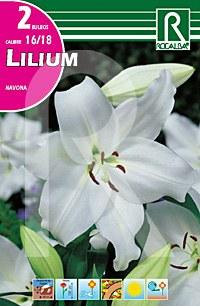 Foto Lilium navona color blanco
