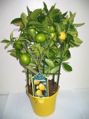 Foto Limonella (limón enano)