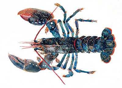 Foto Lobster I by Angie Horder