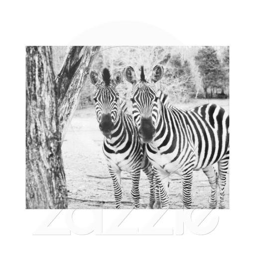 Foto Lona de la fotografía del dúo de la cebra Impresión En Lona