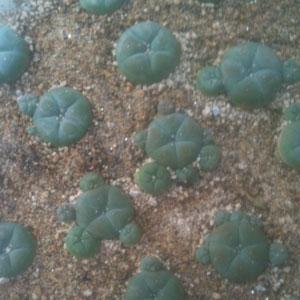 Foto Lophophora williamsii caespitosa 10 Cactus Plants