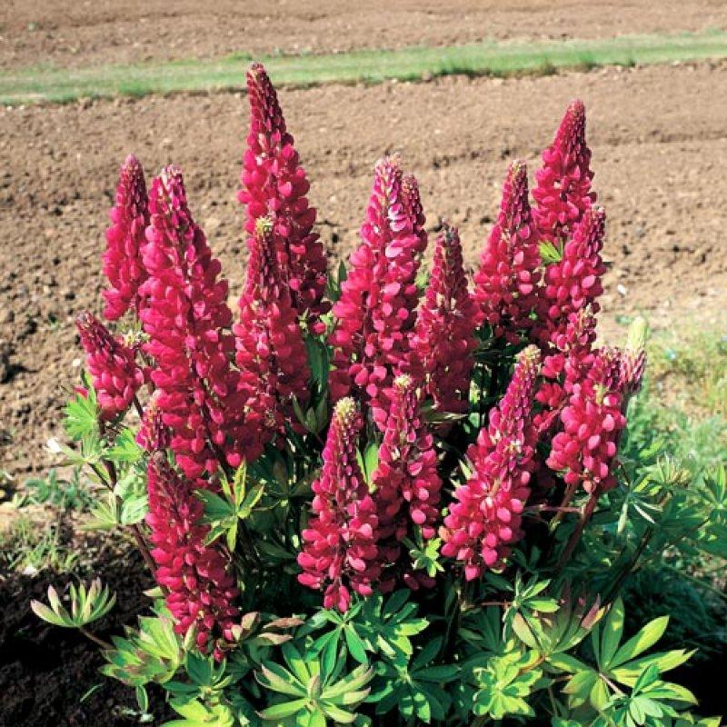 Foto Lupine 'Morello Cherry' - Lupinus regalis - Samen