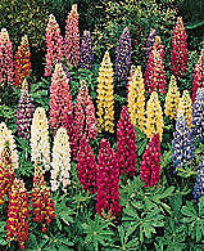 Foto Lupine 'Russel', Farbmischung - Lupinus-Polyphyllus-Hybriden - Samen
