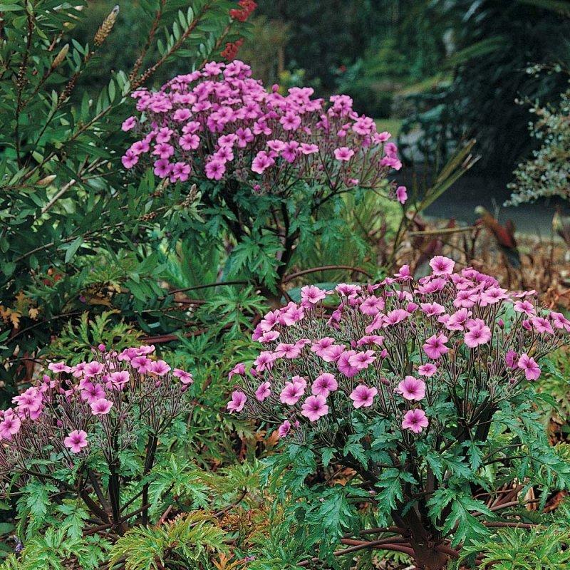 Foto Madeira-Storchschnabel - Geranium maderense - Samen