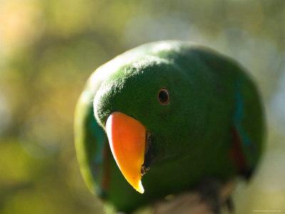 Foto Male Solomon Island Eclectus Parrot, Joel Sartore - Laminas