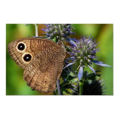 Foto Mariposa de la ninfa de madera Impresiones