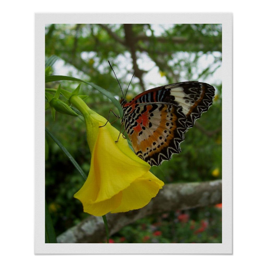 Foto Mariposa del Lacewing Impresiones