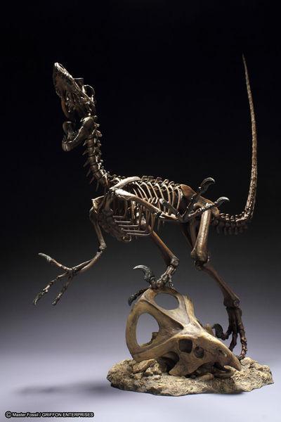 Foto Master Fossil Skeleton Model Series Estatua Pvc Velociraptor 41 Cm