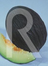 Foto Melón tendral verde tardio
