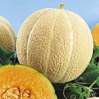 Foto Melon Cantaloupe - 15 Semillas Seeds