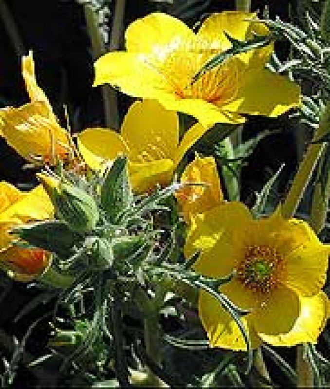 Foto Mentzelie - Mentzelia lindleyi - Samen