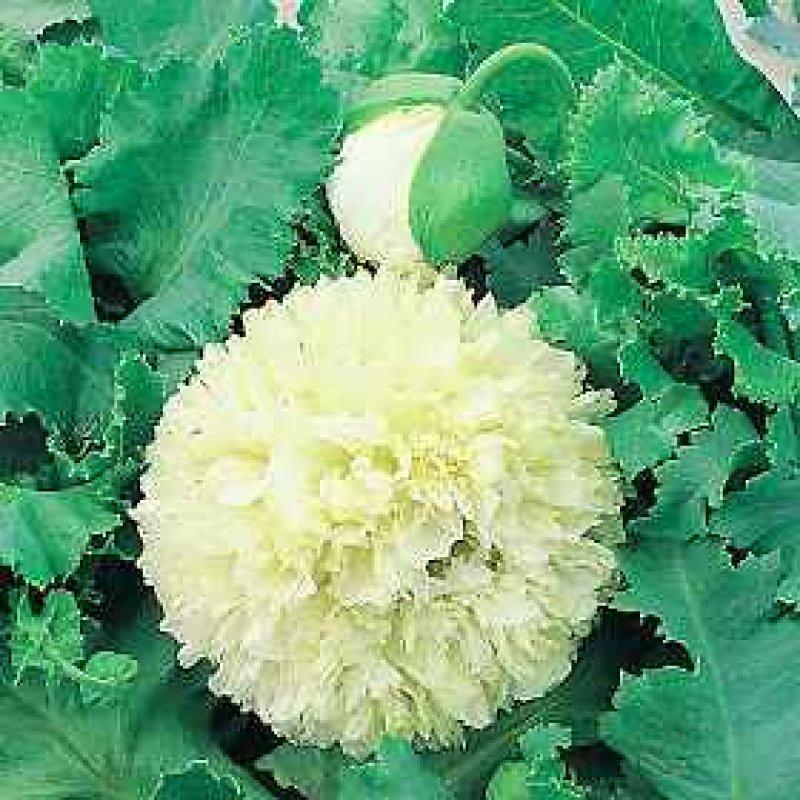 Foto Mohn, Schlafmohn 'Applegreen' - Papaver somniferum - Samen