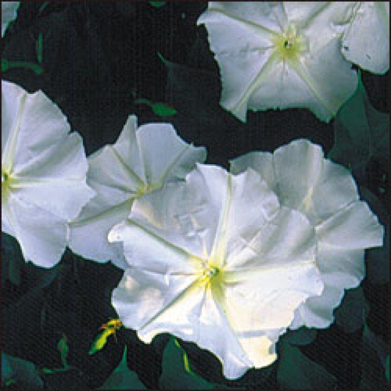 Foto Mondblume, Moonflower - Ipomoea noctiflora - Samen