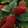 Foto Mora X Frambuesa, Rubus Tayberry M17
