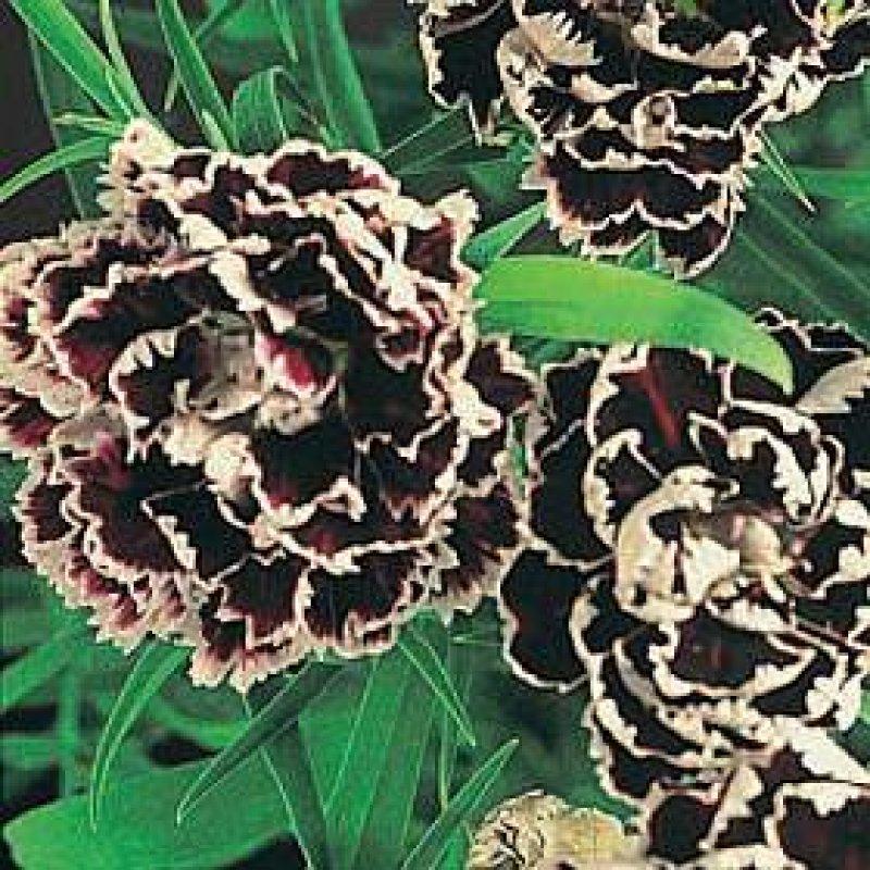 Foto Nelke 'Black And White Minstrel' - Dianthus - Samen