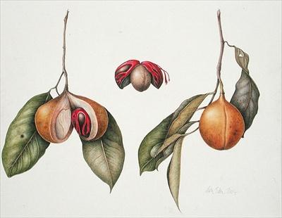Foto Nutmeg (Myristica fragrans) 2004 (w/c on.. - Art Print