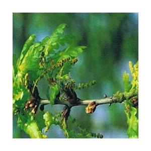 Foto Oak bach flower remedy 10ml
