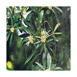 Foto Olive bach flower remedy 10ml