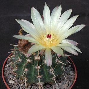 Foto Opuntia basilaris aurea St George