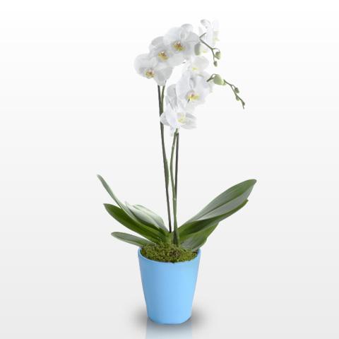 Foto Orquídea Blanca Clásica