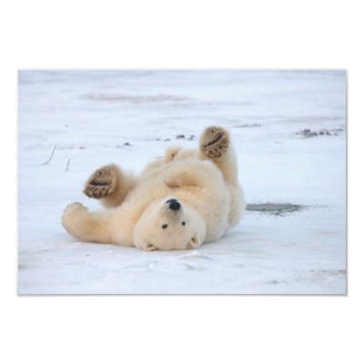 Foto oso polar, maritimus del Ursus, cachorro que rueda Fotografias