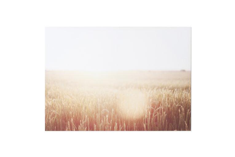 Foto Paisaje Trigo - 70x50