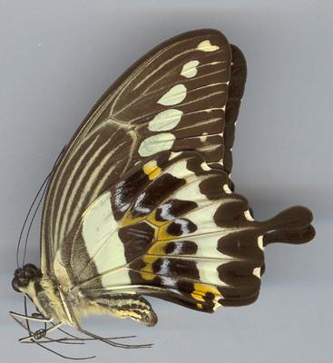 Foto Papilio Gigon  Gigon,  Unmounted,  Sin Montar  A1