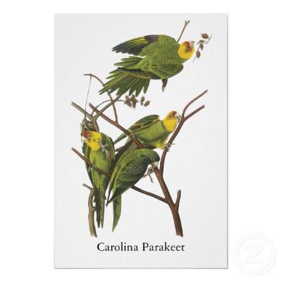Foto Parakeet de Carolina, Juan Audubon Posters