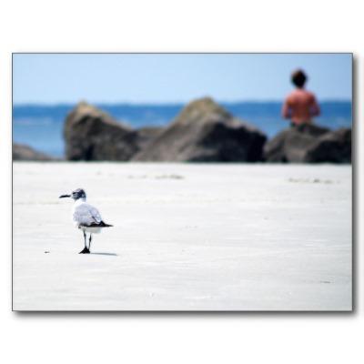 Foto Paseo de la gaviota Tarjetas Postales