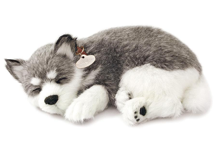 Foto Perro alaskan husky que respira, mascota perfect petzzz