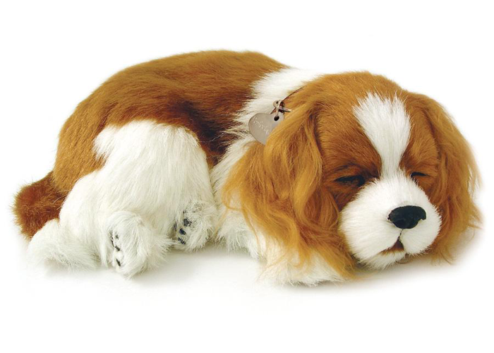 Foto Perro cavalier king charles que respira perfect petzzz