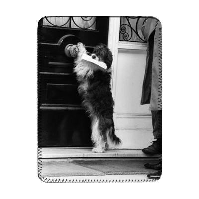 Foto Pippin the mongrel dog - iPad Cover (Protective Sleeve) - Art247