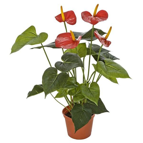 Foto Planta flores anthurium artificial rojo maceta 50