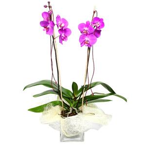 Foto Planta Orquídea Fucsia