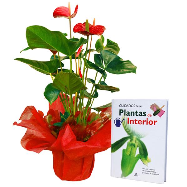 Foto Planta y Libro Cuidados de las plantas