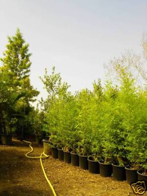 Foto Plantas.,..3..bambu Amarillo.....phyllostachys Aurea