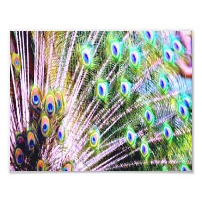 Foto Plumas del pavo real Arte Con Fotos