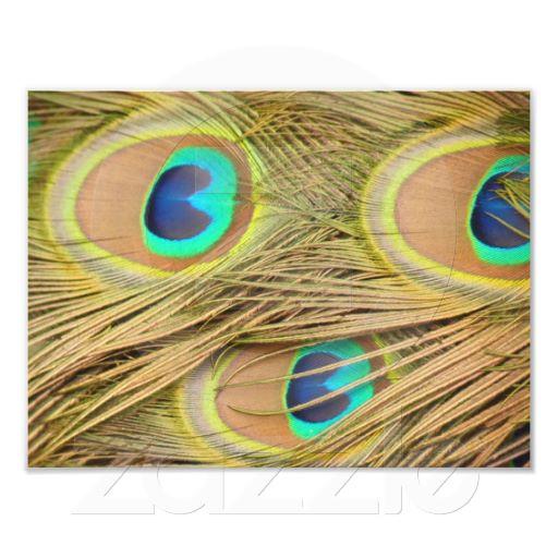 Foto Plumas del pavo real Arte Fotográfico