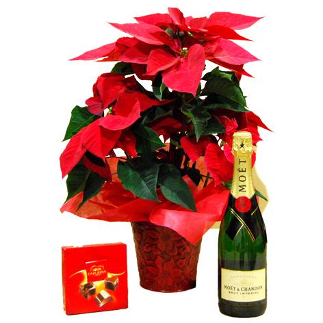 Foto Poinsetia, Moet Chandom y Bombones