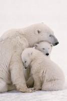 Foto Polar Bear Family - familia de los osos polares póster