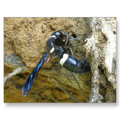 Foto Postal azul de la avispa del embadurnador de fango
