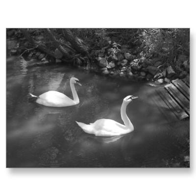 Foto Postal curiosa de los cisnes