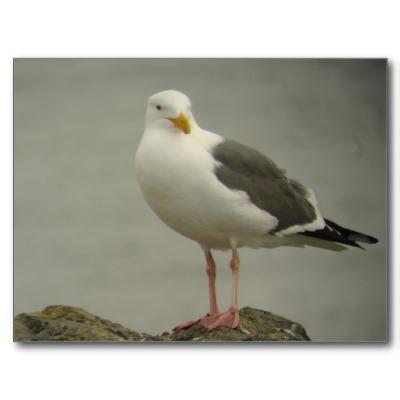Foto Postal occidental de la gaviota