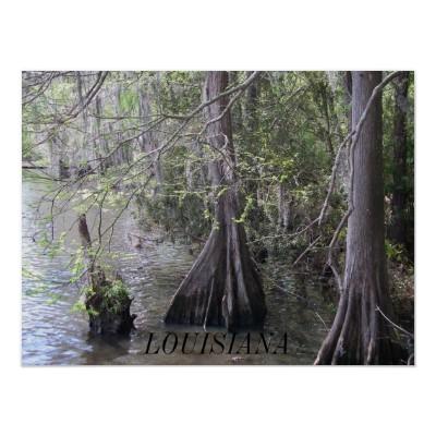 Foto Poster de los árboles de Cypress