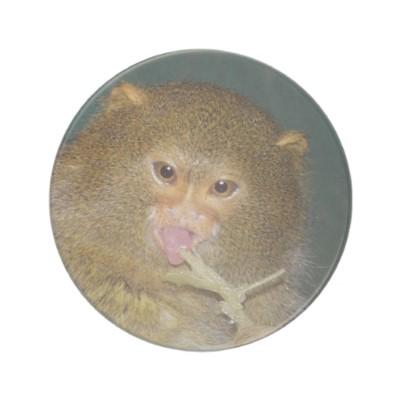 Foto Práctico de costa del Marmoset enano Posavasos Manualidades