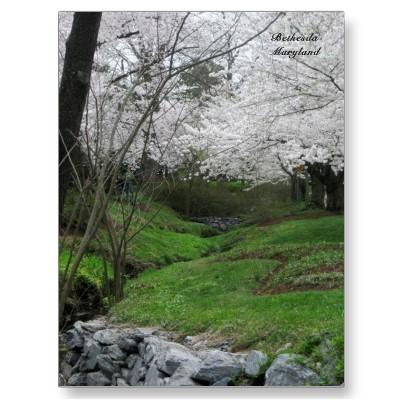 Foto Primavera en Bethesda, Maryland Postales