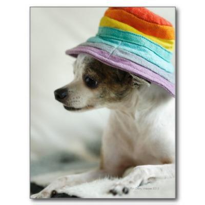 Foto Primer de una chihuahua que lleva un gorra Postal