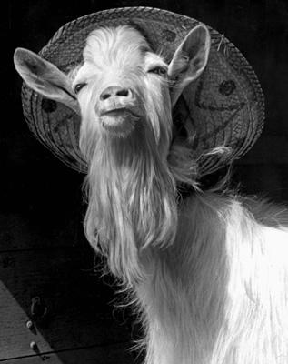 Foto Puck - a Northamptonshire Billy-goat - Long Handled Shopping Bag